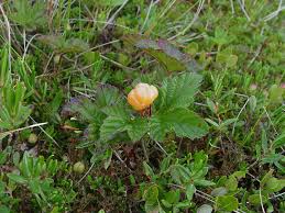 Attēlu rezultāti vaicājumam “Rubus chamaemorus fruit”