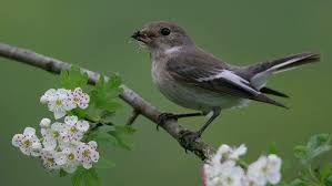 Attēlu rezultāti vaicājumam “Ficedula hypoleuca juvenile”