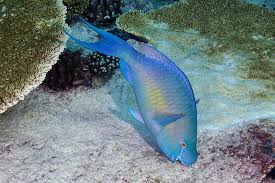 Image result for Scarus rubroviolaceus