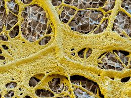 Attēlu rezultāti vaicājumam “Physarum album young”