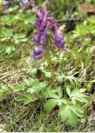 Attēlu rezultāti vaicājumam “Corydalis cava fruit”