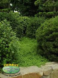 Attēlu rezultāti vaicājumam “Herniaria glabra leaf”