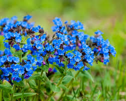 Attēlu rezultāti vaicājumam “Pulmonaria obscura”