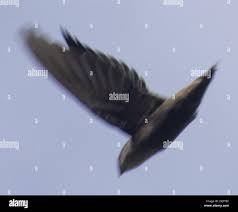 Image result for Chaetura pelagica