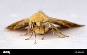 Attēlu rezultāti vaicājumam “Crocallis elinguaria”