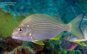 Image result for Rhabdosargus holubi