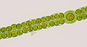 Attēlu rezultāti vaicājumam “Nostoc commune macro”