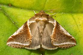 Attēlu rezultāti vaicājumam “Habrosyne pyritoides”