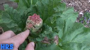 Attēlu rezultāti vaicājumam “Rheum rhabarbarum flower”