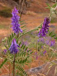 Attēlu rezultāti vaicājumam “Vicia sylvatica bud”