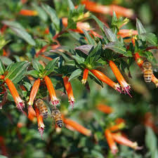 Image result for Cuphea ignea