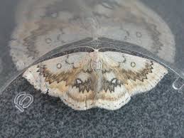 Attēlu rezultāti vaicājumam “Cyclophora annularia”