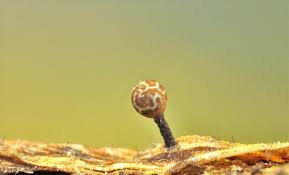 Attēlu rezultāti vaicājumam “Trichia ambigua macro”