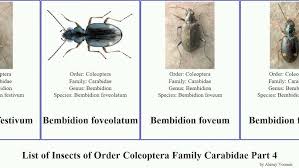 Attēlu rezultāti vaicājumam “Bembidion litorale”