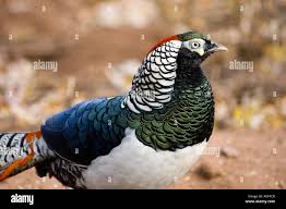 Image result for Chrysolophus amherstiae