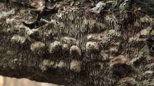 Attēlu rezultāti vaicājumam “Datronia mollis”