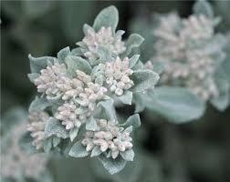 Image result for Helichrysum lindleyii