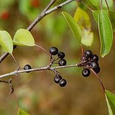 Attēlu rezultāti vaicājumam “Rhamnus cathartica fruit”