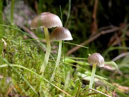 Attēlu rezultāti vaicājumam “Mycena epipterygia”