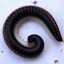 Attēlu rezultāti vaicājumam “Ommatoiulus sabulosus aimatopodus”