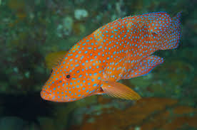 Image result for Epinephelus andersoni
