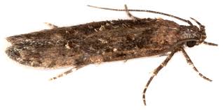 Attēlu rezultāti vaicājumam “Gelechia scotinella”