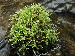 Attēlu rezultāti vaicājumam “Brachythecium rivulare”