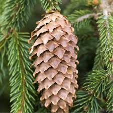 Attēlu rezultāti vaicājumam “Picea abies fruit”