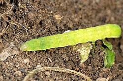 Attēlu rezultāti vaicājumam “Hypena proboscidalis”