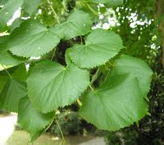 Attēlu rezultāti vaicājumam “Tilia platyphyllos subsp. platyphyllos”