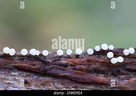 Attēlu rezultāti vaicājumam “Physarum leucophaeum stalked”