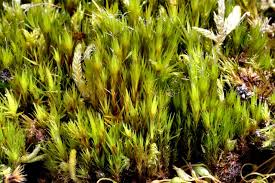 Attēlu rezultāti vaicājumam “Campylopus introflexus”