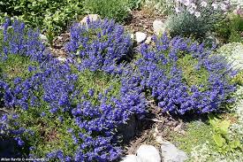 Attēlu rezultāti vaicājumam “Veronica austriaca subsp. teucrium leaf”