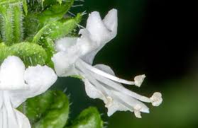Attēlu rezultāti vaicājumam “Ocimum basilicum flower”