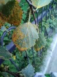 Attēlu rezultāti vaicājumam “Melampsoridium sp.”