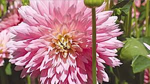 Image result for Dahlia hybrid.