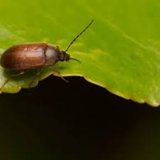 Attēlu rezultāti vaicājumam “Isomira murina”