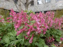 Attēlu rezultāti vaicājumam “Corydalis solida fruit”