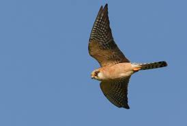 Attēlu rezultāti vaicājumam “Falco vespertinus adult”