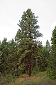 Attēlu rezultāti vaicājumam “Pinus ponderosa”