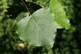 Attēlu rezultāti vaicājumam “Populus x canadensis leaf”