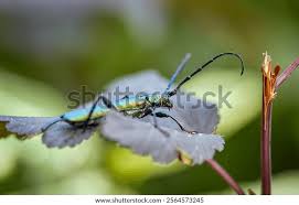 Attēlu rezultāti vaicājumam “Paracorymbia maculicornis imago”