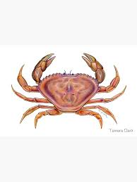 Image result for Metacarcinus magister