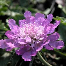 Image result for Scabiosa col.`Butterfly Blue`