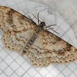 Attēlu rezultāti vaicājumam “Hydrelia sylvata”