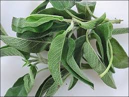 Image result for Salvie