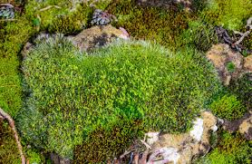 Attēlu rezultāti vaicājumam “Grimmia pulvinata sporophyte”