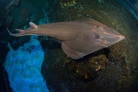 Image result for Rhinobatos rhinobatos