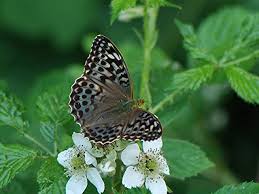Attēlu rezultāti vaicājumam “Argynnis paphia female”