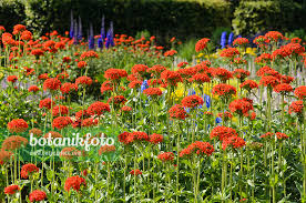 Attēlu rezultāti vaicājumam “Silene chalcedonica flower”